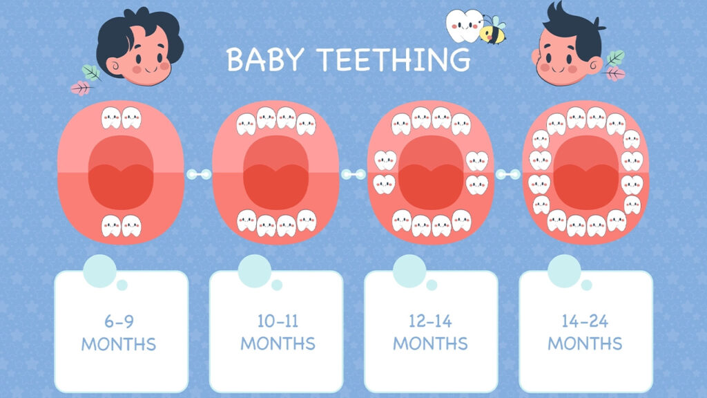 Baby teeth development chart —when do baby teeth come in and fall out copy Baby teeth development chart — when do baby teeth come in and fall out copy. Webp